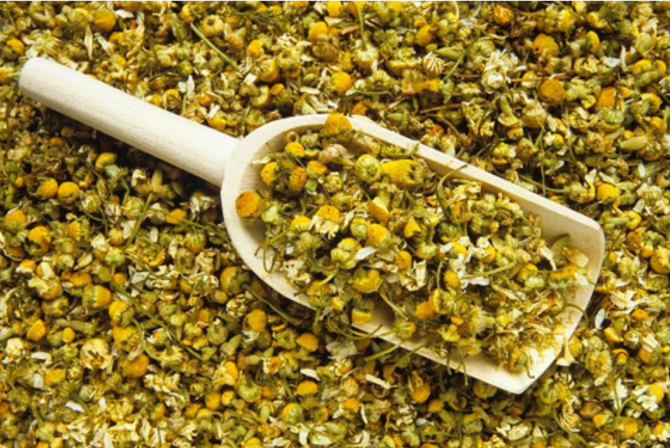 The Health Benefits of Tea: Sip Your Way to Wellness! – Uproot Teas