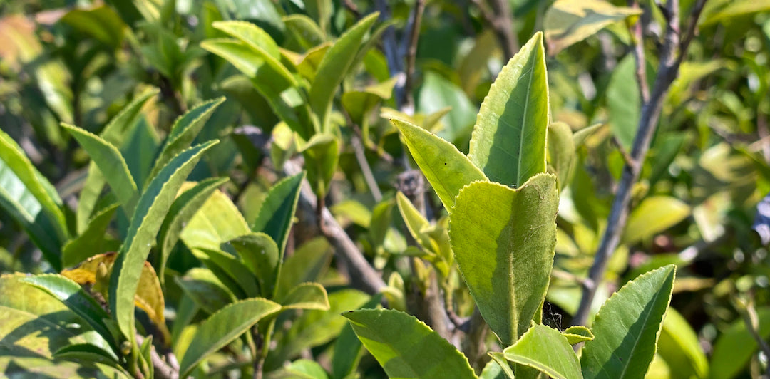 Tea Uprooting Why Tea β Uproot Teas
