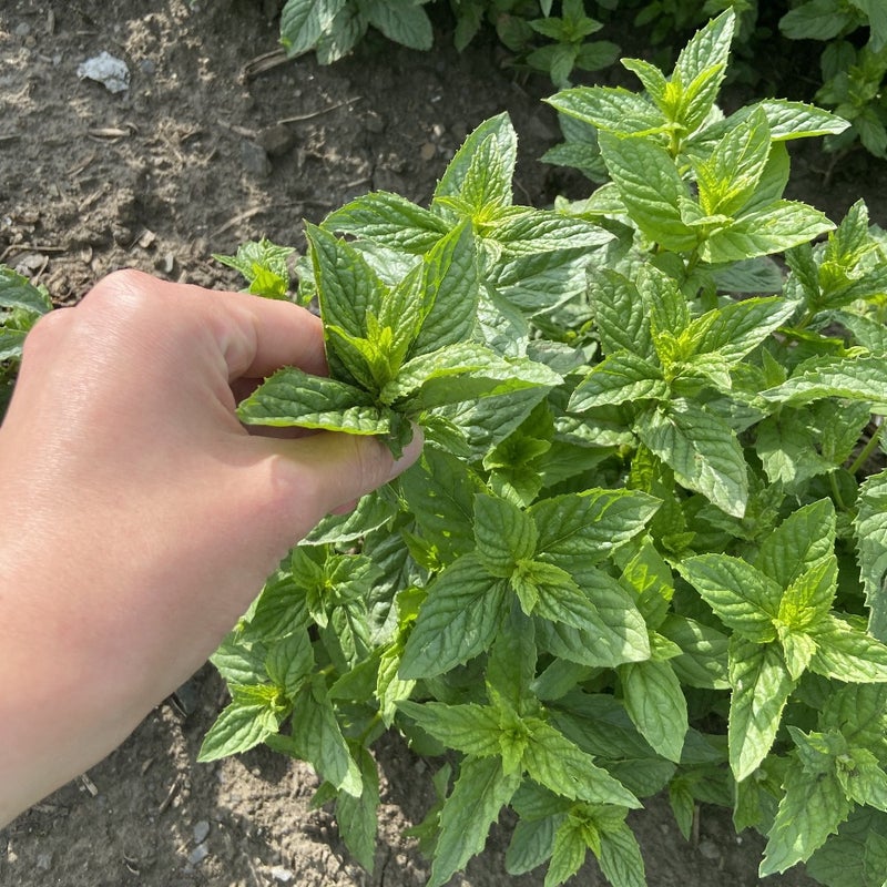 Organic Vermont Peppermint Leaf Tea